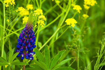summer background, photo of meadow and meadow flowers of purple and yellow colors on green grass background