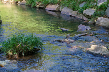 A single bird perches on a rock in a tropical stream with green reflections, surrounded by stones and vegetation in a Penang community park, Malaysia.