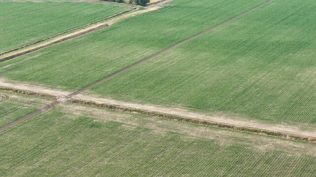 Large maize field with straight rows and intersecting dirt paths, illustrating the scale and geometry of modern crop cultivation in the countryside during the growing season, slow motion