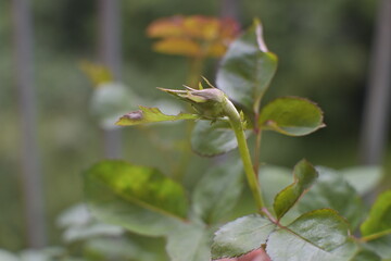 Close-up of a closed rosebud in a home balcony garden. A delicate moment of nature’s growth, captured in an urban green space.