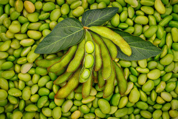 Open green soybean pod with leaves on green soy beans background. 