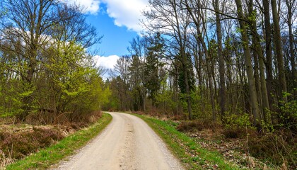 Obraz premium Country road winds through springtime forest