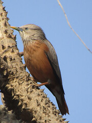 Chestnut Tailed Starling