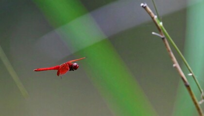 Red dragonfly in flight