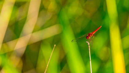 Red dragonfly on grass stalk