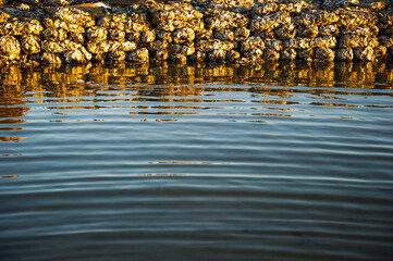 Closeup of a submerged artificial oyster reef at sunrise near Mobile, Alabama