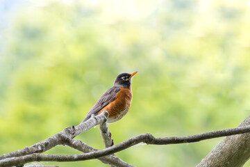 A beautiful American Robin perched on branch