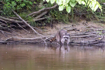 Beautiful Raccoon hunting for food along the river