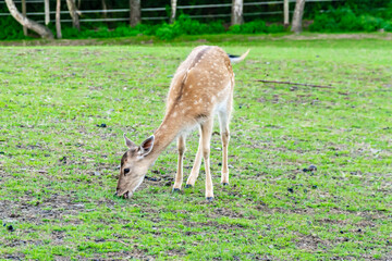 fallow deer eating grass in a green meadow