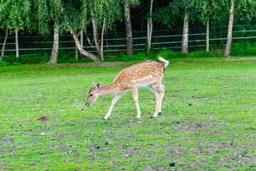 fallow deer eating grass in a green meadow