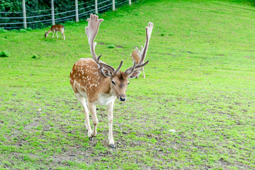 fallow deer eating grass in a green meadow
