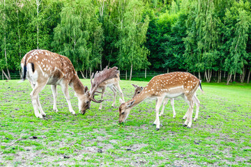 fallow deer eating grass in a green meadow