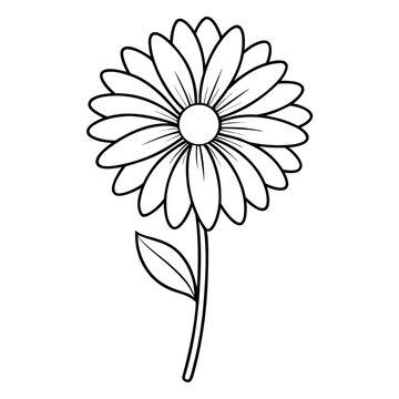 daisy flower vector illustration