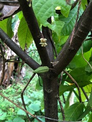 lizard on a tree