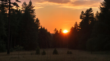 sunset in the forest