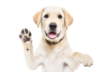 Portrait of a adorable Labrador puppy waving his paw isolated on white background © sonsedskaya