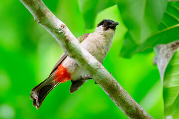 Sooty-headed Bulbul