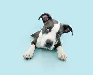 Portrait American Staffordshire dog puppy lying down and looking at camera. Isolated on blue...