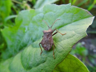 Insect of my garden