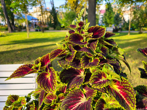 Flor con Hermosas hojas de color Burdeos de coleo en el parque de la ciudad en el macizo de flores.