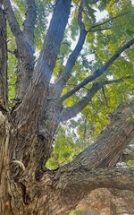 Silver Maple with textured shaggy bark  in sunlight . Background