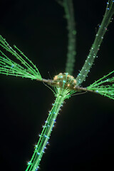 Naklejka premium Close-up of a plant stem with radiating green filaments and small, bright spots against a dark background.
