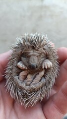 Little cute hedgehog in hands