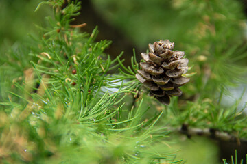 close up of a pine cone