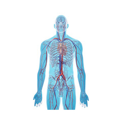Anatomical illustration of the human circulatory and nervous systems