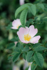 Fototapeta premium A white flower with yellow centers sits on a green leaf. The flower is the main focus of the image, and the green leaf provides a contrasting background
