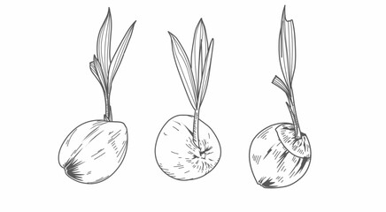 Black sketch Line art nature coconut shoots On a white background 