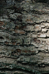 A close up of a tree trunk with a rough, weathered texture. The bark is brown and has a few cracks and holes. Concept of age and history, as well as the resilience of nature