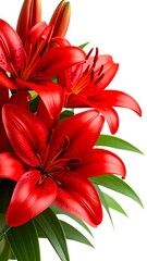Red lilies close up