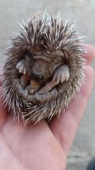 hedgehog in hands