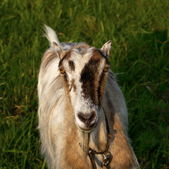Portrait of a hornless goat on a background of green grass.