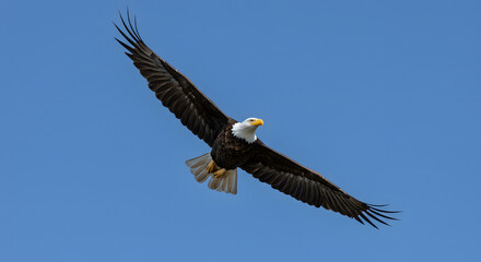 Naklejka premium A majestic bald eagle soars high in the clear blue sky, a symbol of freedom
