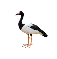 A magpie goose (Anseranas semipalmata) standing on grassy ground in natural light
