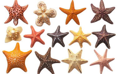 Set of The caribbean starfish on transparent background, png
