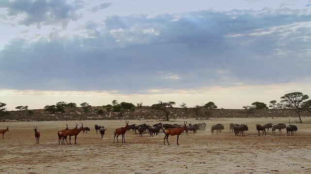 Hartebeest and blue wildebeest  herd along waterhole in Kgalagadi transfrontier park, South Africa; specie Alcelaphus buselaphus and Connochaetes taurinus family of bovidae