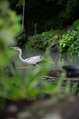 池のほとりのアオサギ