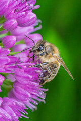 Honey bee collecting nectar from vibrant allium flower close-up