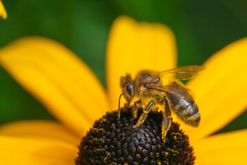 Honeybee covered in pollen on yellow coneflower macro