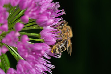 Honeybee collecting pollen on blooming allium flower close-up