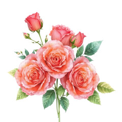 Beautiful watercolor painting of a bouquet of delicate peach roses with green leaves isolated on transparent background