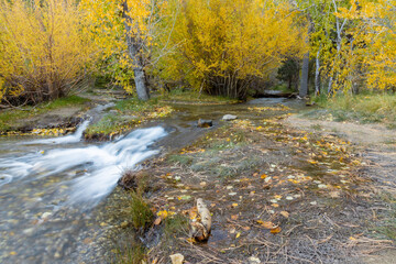 Long exposure of a river in autumn forest
