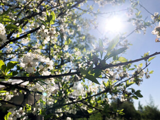 blossoming apple tree sun in Sweden