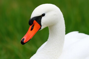A serene moment captured as a white swan with striking orange beak stands in quiet contemplation against a verdant backdrop