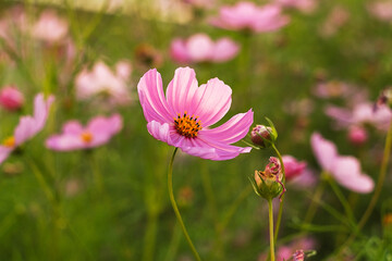 Obraz premium Pink flower with delicate petals stands tall amidst a vibrant field of blossoms, showcasing nature's beauty and the intricate details of floral life in a serene environment