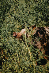 Pig in natural habitat eating greens