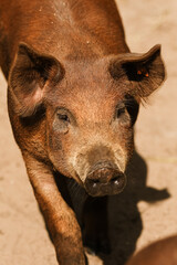 Young free roaming pig happily in the sun